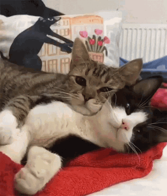 Cat Cuddle GIF - Cat Cuddle GIFs