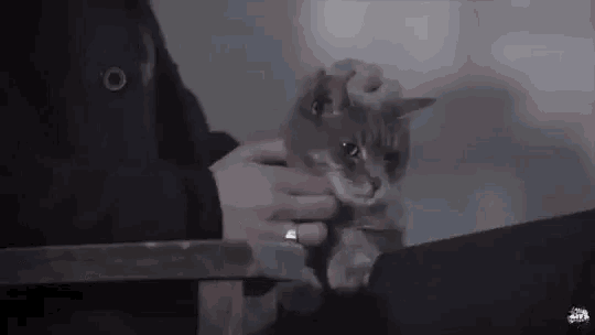 Bill Skarsgard Gray GIF - Bill Skarsgard Gray Cat GIFs