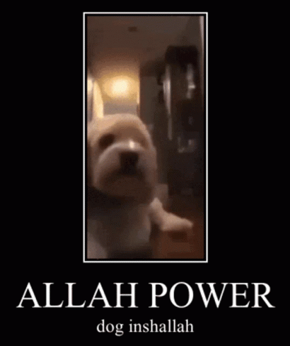 Allah Power GIF - Allah Power Dog GIFs