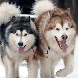two husky dogs standing next to each other with their tongues out in the snow