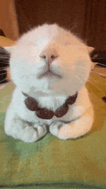 a white cat with a necklace around its neck is sitting on a green table .