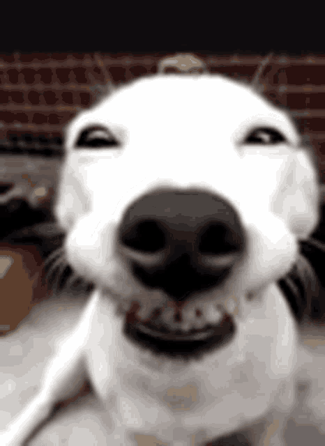 Smile Qurky GIF - Smile Qurky Grin GIFs
