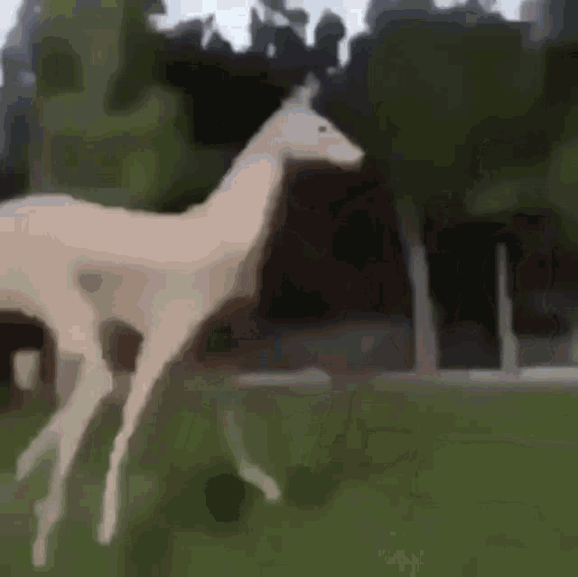 Horse Weird GIF - Horse Weird Dance GIFs