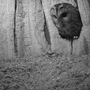 Entering The Nest Tawny Owl GIF - Entering The Nest Tawny Owl Robert E Fuller GIFs