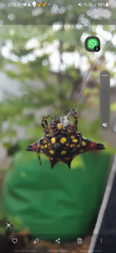 Spider Outside GIF - Spider Outside GIFs