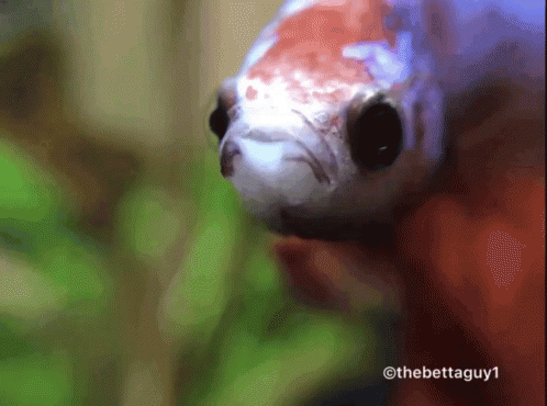 Angryfish Angrybetta GIF - Angryfish Angrybetta Betta GIFs