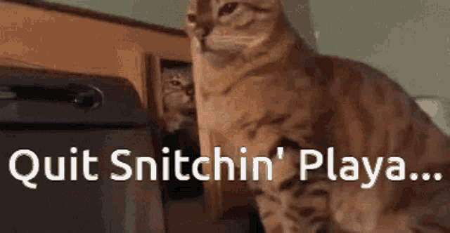 Quit Snitchin Playa Slap GIF - Quit Snitchin Playa Slap Cat GIFs