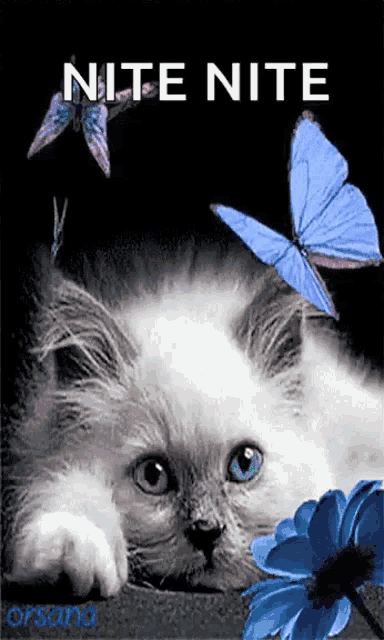 a picture of a cat with butterflies and the words nite nite on the bottom