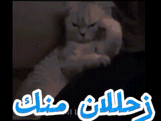 a picture of a white cat with arabic writing on it