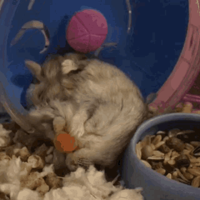 Hamster Cute Hamster GIF - Hamster Cute Hamster Sleepy Hamster GIFs