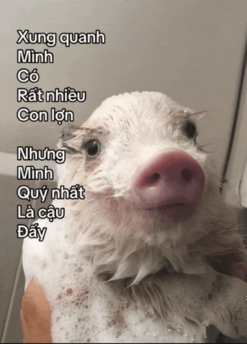 a pig is being bathed in a bathtub with the words xung quanh minh co rat nhieu con lon
