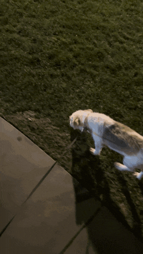 a blurred image of a dog laying on the grass with the word shagarita below it