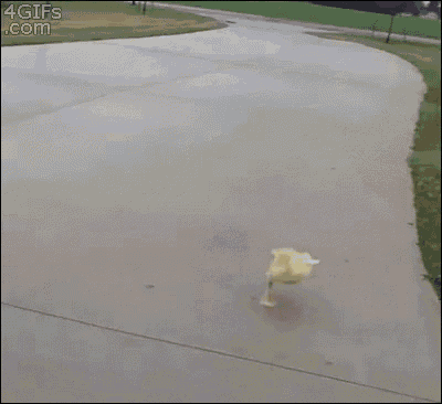 a baby duck is running down a sidewalk with a green field in the background .
