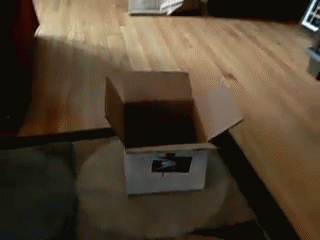 Almost GIF - Box Cat Fail GIFs