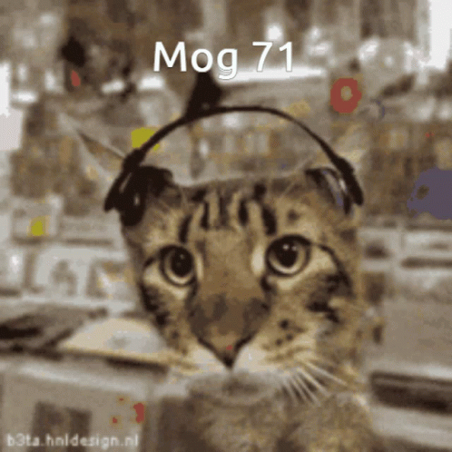 Mog Mog71 GIF - Mog Mog71 Mog Cat Cat Mog Gif Cat GIFs