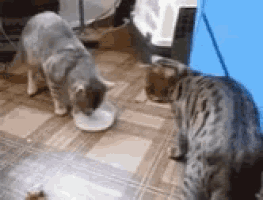two cats are eating out of a bowl on the floor .