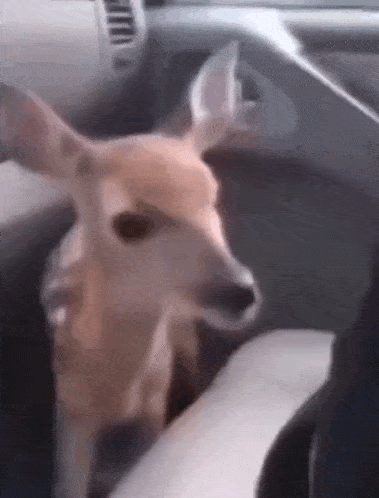 a deer is sitting in a car looking at the camera .