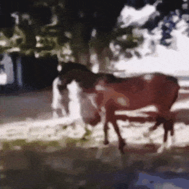 a blurred image of a horse in a field