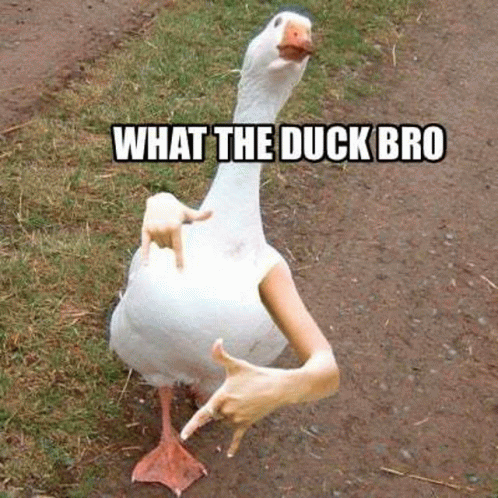 What The Duck Wtd GIF - What The Duck Wtd Wtdcnft GIFs