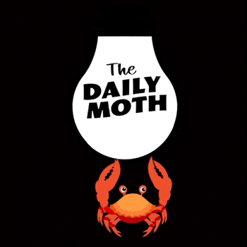 Thedailymoth The Daily Moth GIF - Thedailymoth The Daily Moth Dailymoth GIFs