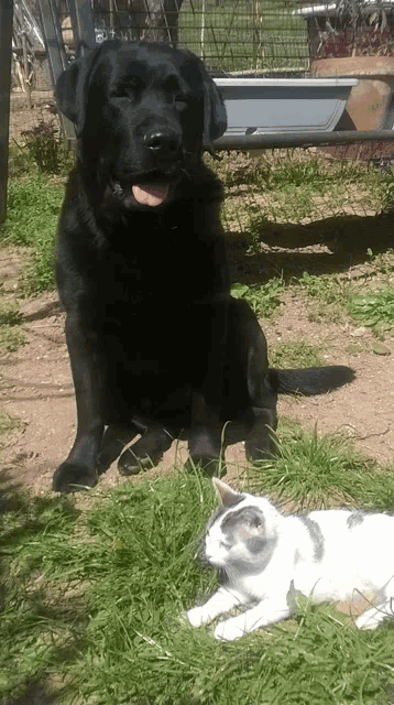 a black dog is sitting next to a white cat in the grass