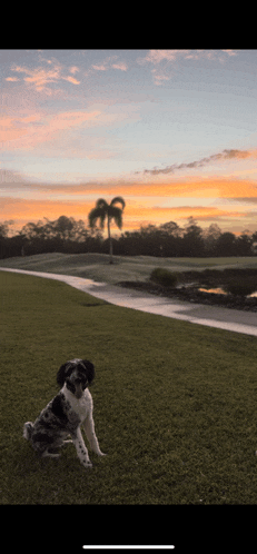 a black and white dog sitting in the grass with a sunset in the background