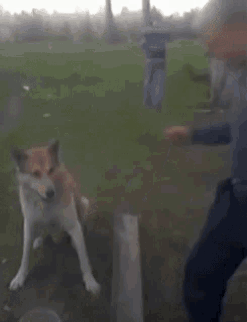 a man petting a brown and white dog on a fence