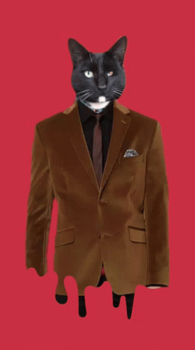 Fashion Cat In Suit GIF - Fashion Cat In Suit Smart GIFs