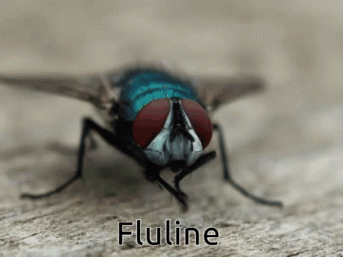 Fly Fluline GIF - Fly Fluline Faliine GIFs