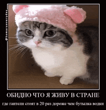a picture of a cat wearing a pink hat with a caption in a foreign language