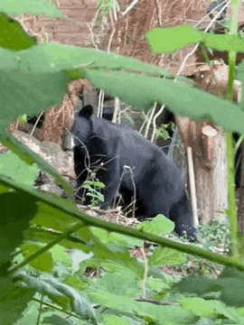 a black bear is standing in the woods looking through the leaves .