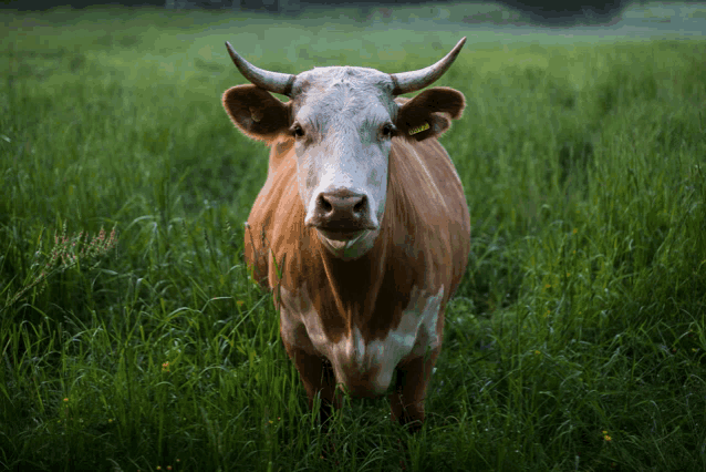 a brown and white cow with a tag on its ear standing in a field