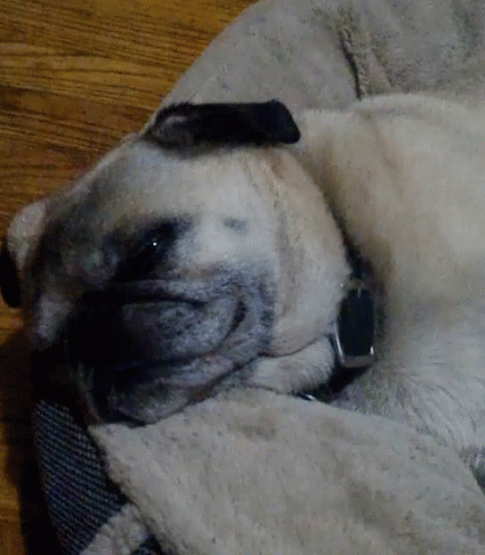 Pug Sleeping GIF - Pug Sleeping Shocked GIFs