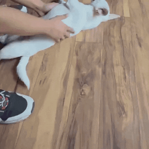 a person is petting a white dog laying on its back on a wooden floor