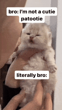 a person holding a kitten with the caption bro i 'm not a cutie patootie