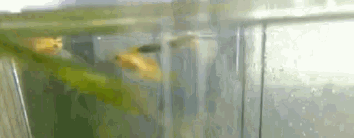 a fish tank with a lot of fish in it