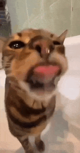 a close up of a cat with its tongue out .