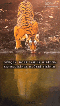 a tiger drinking water from a body of water with a caption in a foreign language