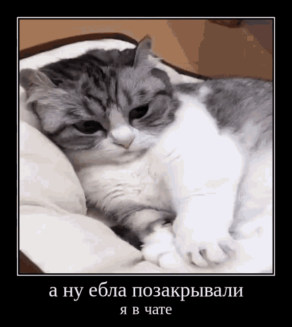 a gray and white cat is laying on a pillow with a caption in a foreign language