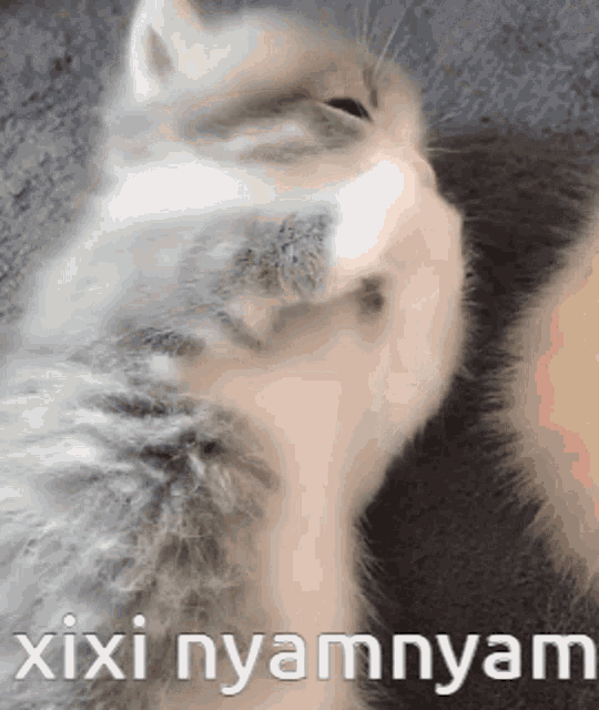 Xiyo Xiyo Kitty GIF - Xiyo Xiyo Kitty Kitten GIFs