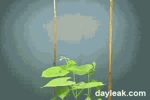 a picture of a plant with the website dayleak.com written below it