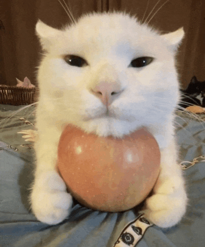 a white cat holds an apple in its paws