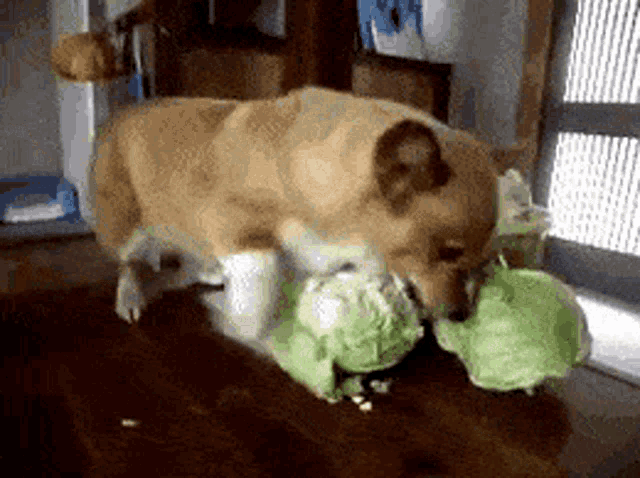 Remoovdgb Dog Loves Lettuce GIF - Remoovdgb Dog Loves Lettuce GIFs