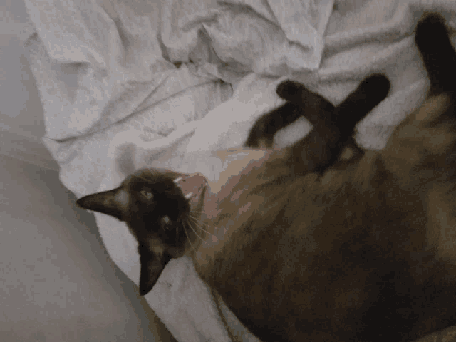 a siamese cat laying on its back with its tongue out