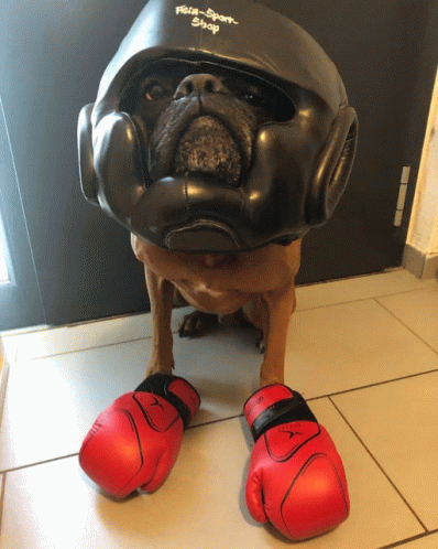 Ready Boxer Dog GIF - Ready Boxer Dog Boxer GIFs