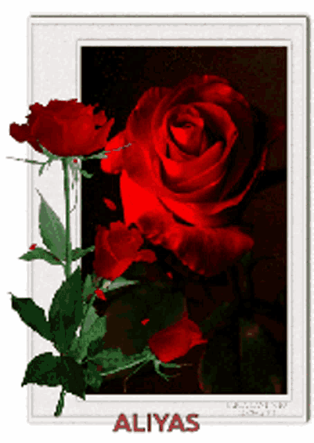 a picture of red roses with the name aliyas on the bottom right