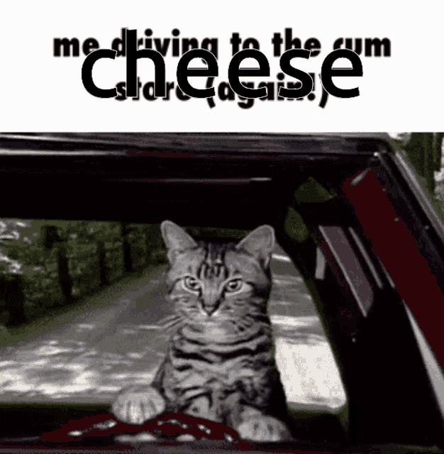 a cat is sitting in the driver 's seat of a car with the words " me driving to the cheese store again " behind it