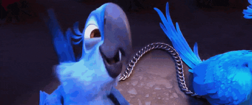 a blue parrot is tied to a chain and looking at the camera