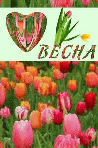 весна тюльпаны GIF - весна тюльпаны Heart Spring GIFs