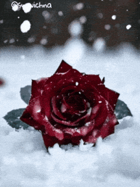 a red rose is sitting in the snow with the name su nichna on the bottom right